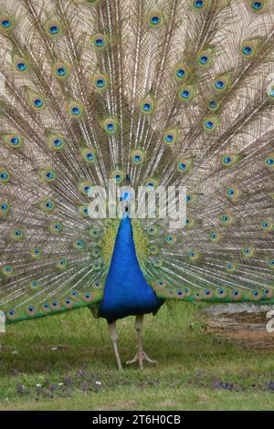 Primo piano di Un corpo di pavone e coda di piume aperta - Pavo Cristatus - Blue Peafowl Wandering Around Garden - Yorkshire - Regno Unito Foto Stock