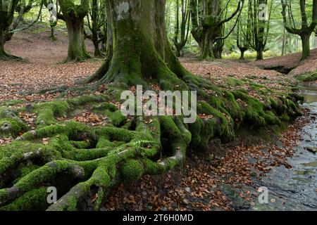 Faggi nel Bosque del Gorbeia, Spagna Foto Stock