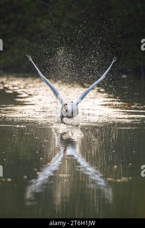 Kidderminster, Regno Unito. 10 novembre 2023. Meteo del Regno Unito: La fauna selvatica locale gode oggi di un po' di sole, un bel contrasto con la scorsa settimana umida e cupa. Il tempo continua a secco per il giorno dell'armistizio di domani, ma si bagna di nuovo per domenica. Un cigno muto solitario vola attraverso un lago alla ricerca del suo compagno creando uno spruzzo d'acqua illuminato dal sole mentre si solleva dall'acqua. Credito: Lee Hudson/Alamy Live News Foto Stock