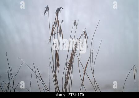 Un inizio nebbioso della giornata sui laghi e sui letti di canne della riserva naturale RSPB Ham Wall a He Somerset Levels vicino ad Ashcott, Somerset, Inghilterra, Regno Unito. Foto Stock