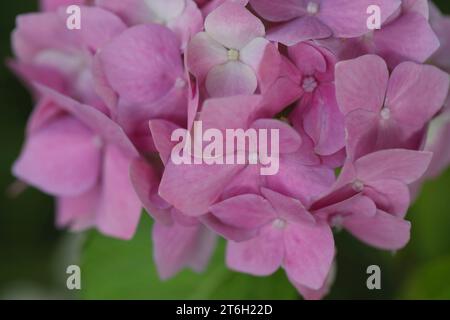 Motivo di fiori di ortensia rosa nel giardino estivo Foto Stock