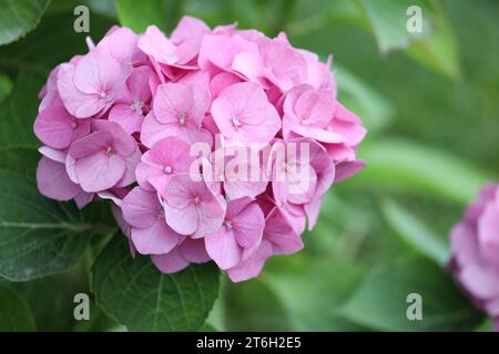 Motivo di fiori di ortensia rosa nel giardino estivo Foto Stock