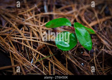 Wintergreen lascia con gocce d'acqua. Foto Stock