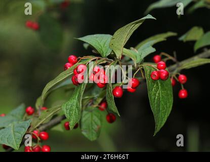Cotoneaster primo piano con Red Berries Foto Stock
