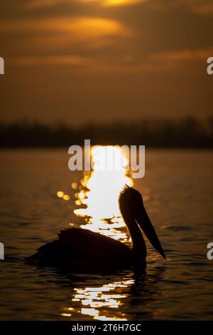 Pelican dalmata dal sole sull'acqua Foto Stock