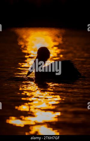 Pelican dalmata sagomato dal sole in acqua Foto Stock