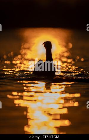 Pelican dalmata impreziosito dal sole sulle onde Foto Stock
