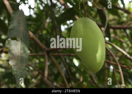 Primo piano sulla frutta di mango su un albero. Frutto di mango verde con rami e foglie Foto Stock