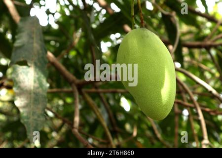 Primo piano sulla frutta di mango su un albero. Frutto di mango verde con rami e foglie Foto Stock