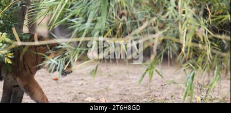 Una piccola tigre che si nasconde dietro un ramo d'albero Foto Stock