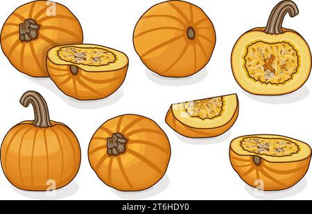Set di zuccherine Pie Pumpkins. Squash invernale. Cucurbita pepo. Frutta e verdura. Clipart. Illustrazione vettoriale isolata. Illustrazione Vettoriale