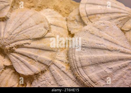 Gruppo di conchiglie fossilizzate nella roccia Foto Stock