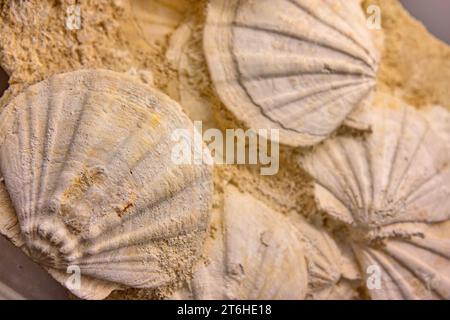 Gruppo di conchiglie fossilizzate nella roccia Foto Stock
