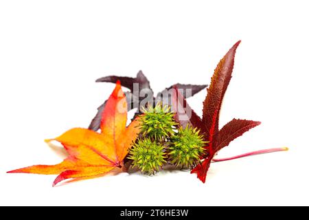 Gomma dolce americana, foglie e frutta su sfondo bianco Foto Stock