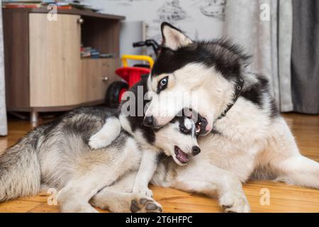 Due cani husky giocano al coperto a casa. Cane madre che gioca con il suo piccolo cucciolo Foto Stock