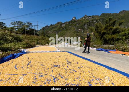 Raccolta del riso su strada in Vietnam Foto Stock