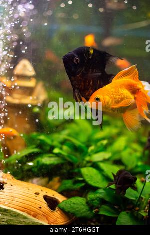 Pesci angelo (Pterophyllum scalare) in casa acquario di acqua dolce Foto Stock