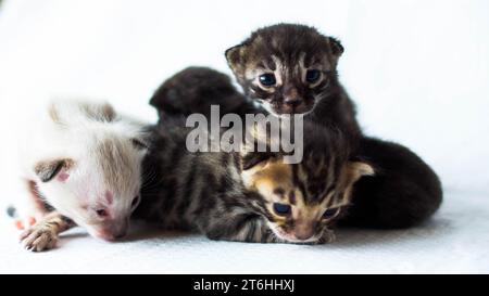 piccoli e graziosi gattini del bengala di colori diversi su sfondo bianco Foto Stock