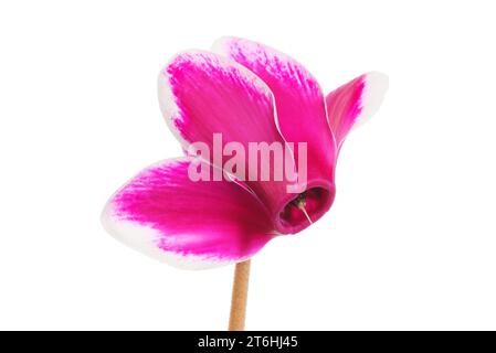 Primo piano di un fiore di ciclamino magenta isolato contro il bianco Foto Stock