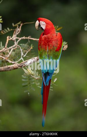 Macaw rosso e verde dal Brasile Foto Stock