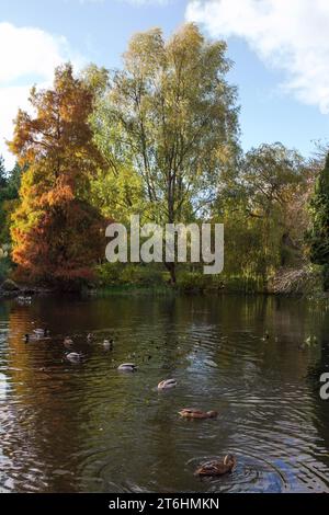 Edimburgo: Le anatre maltesi trovano molto da mangiare nel laghetto di Willow del Royal Botanic Garden in una soleggiata mattinata autunnale. Foto Stock