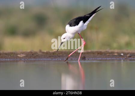 Palafitta dalle ali nere (Himantopus himantopus) che cammina in acqua, nella provincia di KwaZulu Natal, Sudafrica Foto Stock