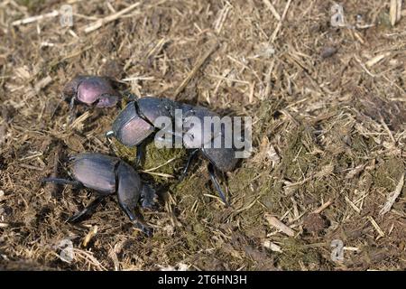 Scarabeo letale o scarabeo che spinge le feci rotondo, provincia di KwaZulu Natal, Sudafrica Foto Stock