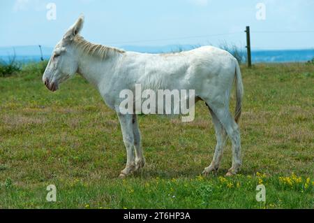 Asino barocco bianco austro-ungarico (Equus asinus asinus) in un pascolo, paesaggio culturale di Fertö, Ungheria. Foto Stock