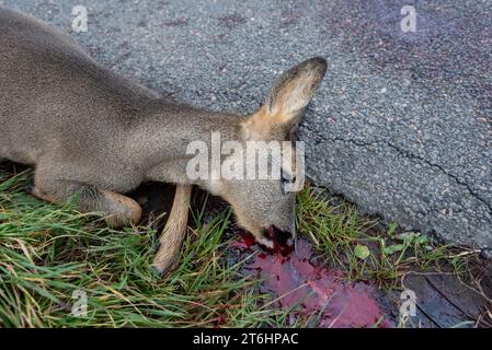 Carcassa di un cervo che giace su una strada di campagna, incidente di gioco, Mar Baltico isola di Mon, Danimarca Foto Stock