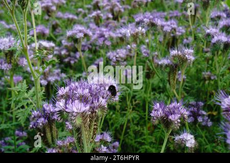 Campo Phacelia con bumblebee, concentrati in primo piano. Foto Stock