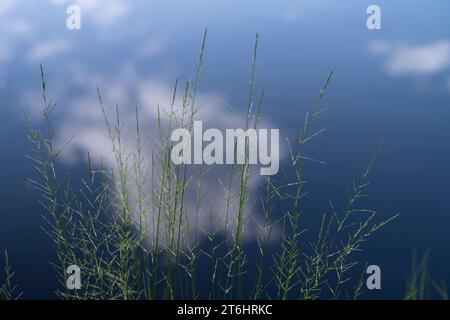 Erbe sulla riva di un lago, cielo e nuvole riflesse nell'acqua, Parco naturale di Pfälzerwald, riserva della biosfera di Pfälzerwald-Nordvogesen, Renania-Palatinato, Germania Foto Stock