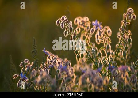 Borragine (Borago officinalis) in un campo, i gambi pelosi e le gemme di fiori brillano alla retroilluminazione, luce serale, Germania Foto Stock