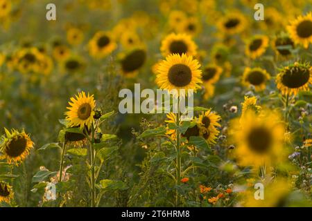 Girasoli (Helianthus annuus) in un campo, luce serale, Germania Foto Stock