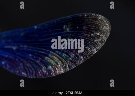Ali Dragonfly, primo piano Foto Stock