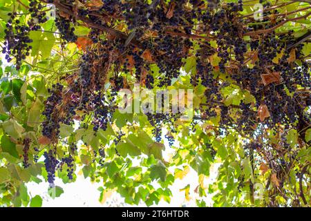 Albero d'uva con grappoli d'uva appesi in una giornata di sole. Foto Stock