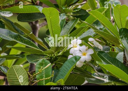 Il fiore di frangipani è un gruppo di piante del genere Plumeria. La forma è un piccolo albero con foglie rare ma spesse. Foto Stock