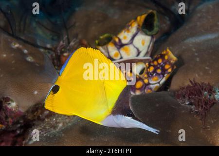 Pesce farfalla a naso lungo, Forcipiger longirostris, Raja Ampat, Papua Occidentale, Indonesia Foto Stock