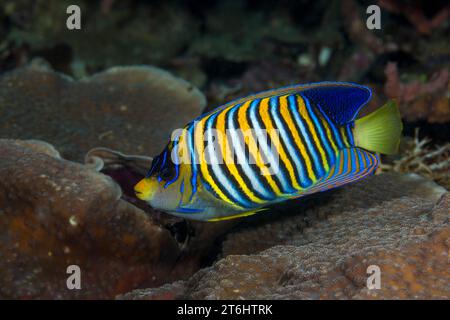 Regal Angelfish, Pygoplites diacanthus, Raja Ampat, Papua Occidentale, Indonesia Foto Stock