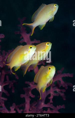 Pacific Basslet, Female, Pseudanthias huchtii, Raja Ampat, West Papua, Indonesia Foto Stock