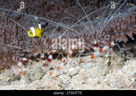 Coppia di gamberi Banded Cleaner, Stenopus hispidus, Raja Ampat, Papua Occidentale, Indonesia Foto Stock