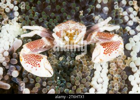 Granchio di porcellana in Anemone, Neopetrolisthes maculatus, Raja Ampat, Papua Occidentale, Indonesia Foto Stock