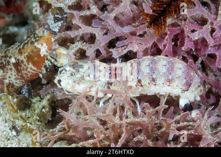 Gamberi Mantis dalle orecchie rosa, Odontodactylus latirostris, Raja Ampat, Papua Occidentale, Indonesia Foto Stock