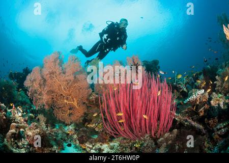 Immersioni subacquee sulla barriera corallina, Raja Ampat, Papua Occidentale, Indonesia Foto Stock