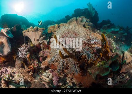Crown-of-Thorns Starfish, Acanthaster planci, Raja Ampat, West Papua, Indonesia Foto Stock