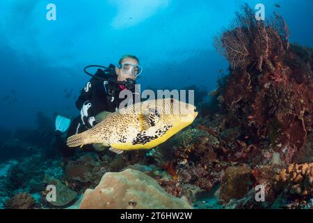 Mappa Puffer and Scuba Diver, Arothron mappa, Raja Ampat, West Papua, Indonesia Foto Stock