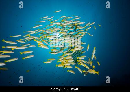 Schooling Bluestripe snapper, Lutjanus kasmira, Raja Ampat, West Papua, Indonesia Foto Stock