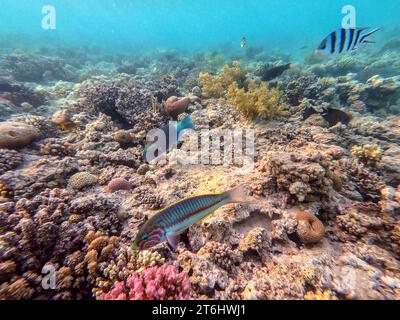 Klunzinger's wrasse noto come Thalassoma rueppellii sott'acqua presso la barriera corallina. Vita subacquea della barriera corallina con coralli e pesci tropicali. Coral Reef at Foto Stock