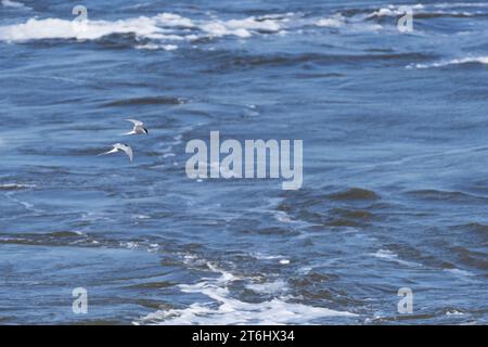 Due Terni artici che volano sull'acqua, la penisola di Eiderstedt, il Parco Nazionale del Mare di Wadden dello Schleswig-Holstein, la Germania, lo Schleswig-Holstein, la costa del Mare del Nord Foto Stock