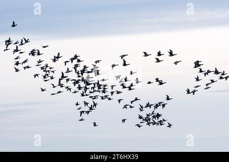 Branca di oche del Brent (Branta bernicla), penisola di Eiderstedt, Parco Nazionale del Mare di Wadden dello Schleswig-Holstein, Germania, Schleswig-Holstein, Costa del Mare del Nord Foto Stock