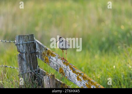 Redshank (Tringa totanus) su una recinzione nelle paludi di sale vicino a Westerhever, penisola di Eiderstedt, Schleswig-Holstein Parco Nazionale del Mare di Wadden, Germania, Schleswig-Holstein, Costa del Mare del Nord Foto Stock